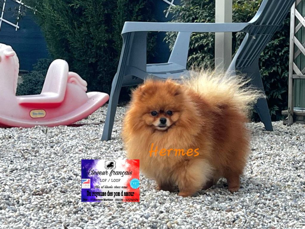 Publication : Du Royaume Des Pom d'Amour 