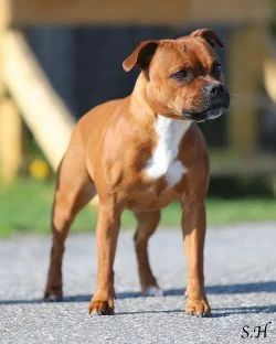 goldstaff's Headline news