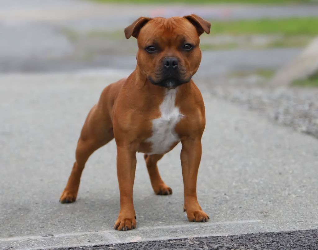 Publication : The Ultimate Temptation Stafford 