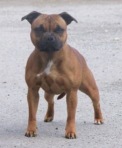 Kidachi's imala goldstaff's