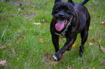 Étalon Staffordshire Bull Terrier - Rayka des princes du mont bel air
