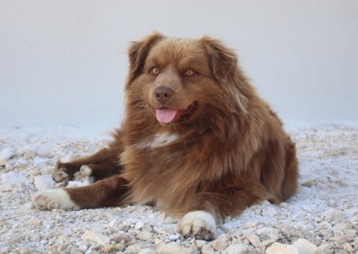 Étalon Berger Australien - Univers uranus Des Mille Et Une Pattounes