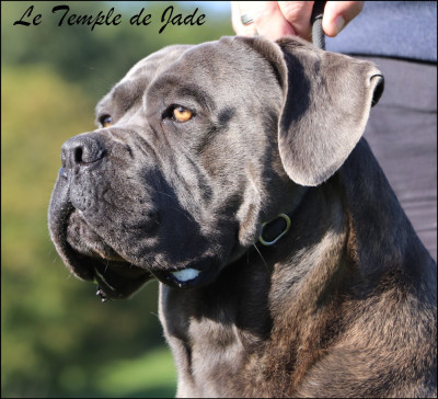 Étalon Cane Corso - Ulysse du temple de jade