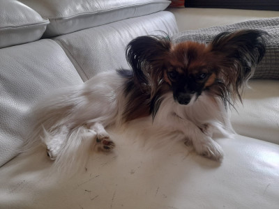 Étalon Epagneul nain Continental (Papillon) - Taya-rayssa-isidora au Royaume D'ultra