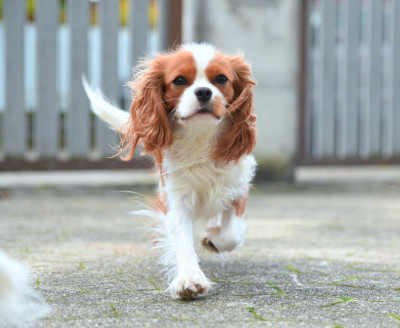 Étalon Cavalier King Charles Spaniel - Van de kamp du Domaine des Airaudes