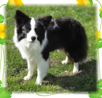Étalon Border Collie - True beauty du Paradis des P'tits Cracks