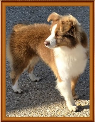 Étalon Berger Américain Miniature - Voyage a waigeo du Pays de l'Auvézère