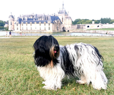 Étalon Schapendoes - Waboodhi yseult De Nature Paisible