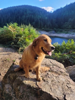 Étalon Golden Retriever - Iturria Du Ruisseau Des Sapins