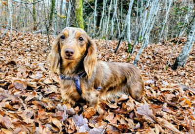 Étalon Teckel poil long - Night of lover (love) hug me strongly