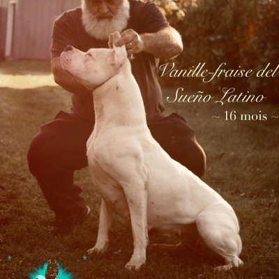 Étalon Dogo Argentino - Vanille-fraise del Sueno Latino