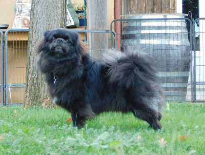 Étalon Epagneul tibetain - Back to black dit koda kiiramanna
