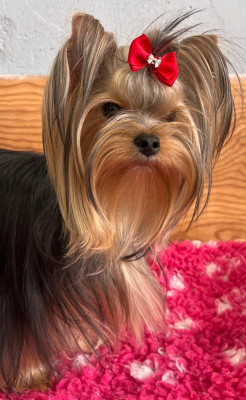 Étalon Yorkshire Terrier - Vicky De La Maison Du Parc