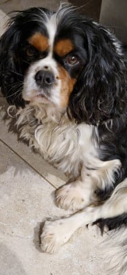 Étalon Cavalier King Charles Spaniel - Saika des brumes de Garonne