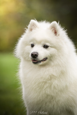 Étalon Spitz japonais - CH. snöslottets Zendaya maree