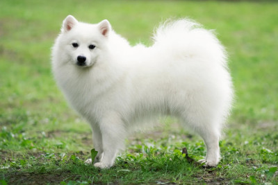 Étalon Spitz japonais - Ubbe av elgberget