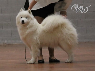 Étalon Samoyède - CH. Sumptuous red ruby Von Weiss Juwelen