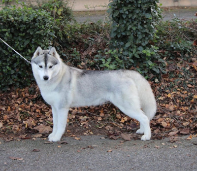 Étalon Siberian Husky - Velvet sweetness d'Isarudy