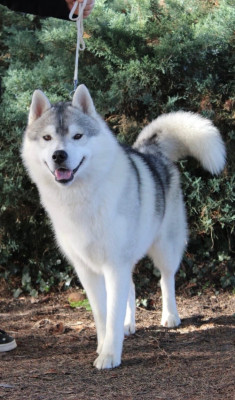 Étalon Siberian Husky - Vvolfgang dreamcatcher Inner Spirit Legend
