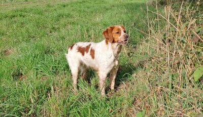 Étalon Epagneul Breton - Vitchy De la haie des dames