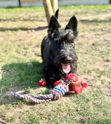 Étalon Scottish Terrier - Very good boy Du Noordduiven