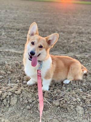 Étalon Welsh Corgi Pembroke - Sasuke de la vallée de l'empereur