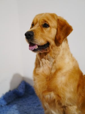 Étalon Golden Retriever - CH. Un poco loco de la rivière d'opale