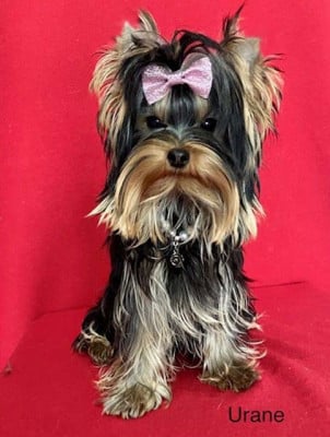 Étalon Yorkshire Terrier - Urane way du domaine des chenes garance