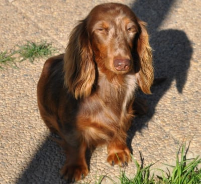 Étalon Teckel poil long - Vahiné De La Cour Des Iles