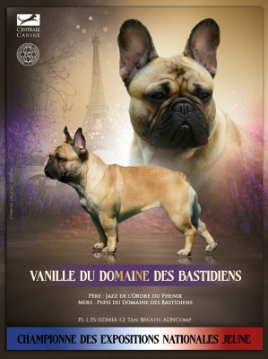Étalon Bouledogue français - CH. Vanille du Domaine des Bastidiens