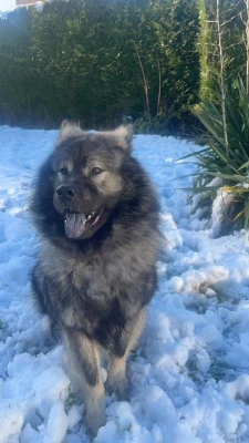 Étalon Eurasier - Toopak dit tasko de la legende de gafy (Sans Affixe)