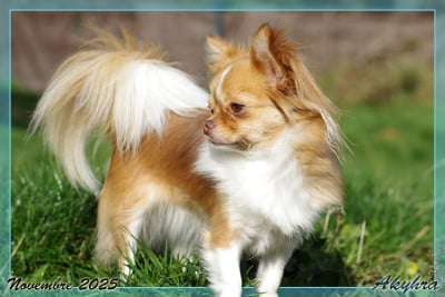 Étalon Chihuahua - Utopique Minfilia Du Val d'Akyhra