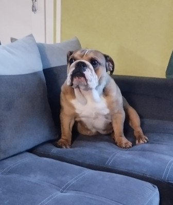 Étalon Bulldog Anglais - Uguette Des Bulls Du Cyan