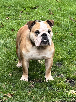 Étalon Bulldog Anglais - Umberto de la vallée des centaures De La Vallée Des Centaures