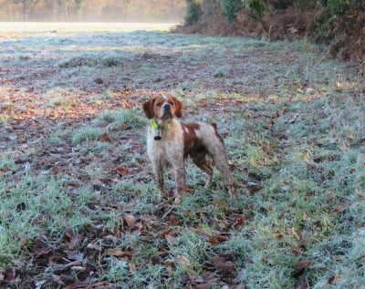 Étalon Epagneul Breton - Vulcain De la plaine marat