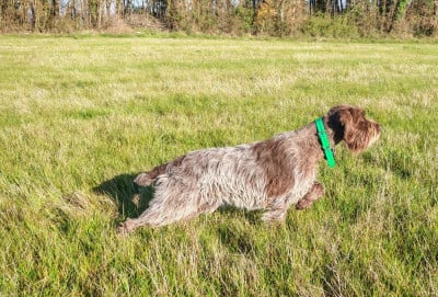 Étalon Griffon d'arrêt à poil dur Korthals - TR. Unick Des Cartouches Dorees