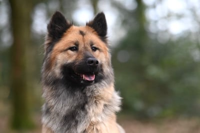 Étalon Eurasier - Rivage blue Des Gardiens D'Amarok