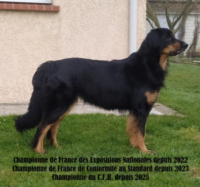 Étalon Hovawart - CH. Phuket des Jardins de la Damoiselle