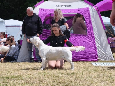 Étalon Golden Retriever - Viens on s'aime Ligne D'or