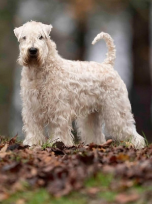 Étalon Irish Soft Coated Wheaten Terrier - CH. Triska des Varennes Mystiques