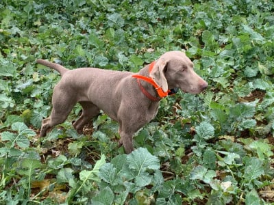 Étalon Braque de Weimar - Tennessee des terres du moulin de mortagne