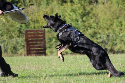 Étalon Berger Allemand - Sadr Du normont