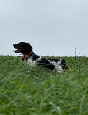 Étalon Epagneul Breton - Vulkain Du Bois Des Vergnes