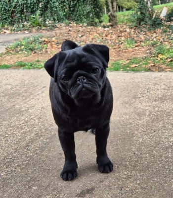 Étalon Carlin - Voodoo gta De La Schumeraie