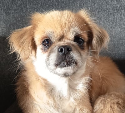 Étalon Epagneul tibetain - Praline dite Rose de Yangchen