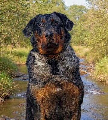 Étalon Berger de Beauce - Scintillante etoile du berger Des Terres De Tournay