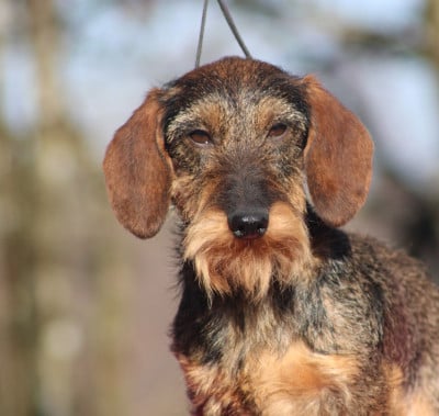 Falcao del picu soberron