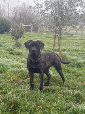 Étalon Dogo Canario - Ahsoka tano Los Nobles Del Norte