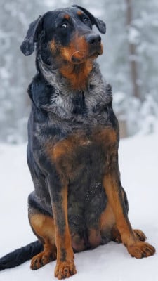 Étalon Berger de Beauce - Scintillante etoile du berger Des Terres De Tournay