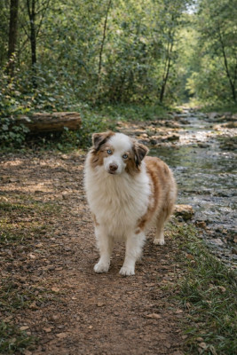 Étalon Berger Américain Miniature - Uk leaky cauldron du chemin des korrigans